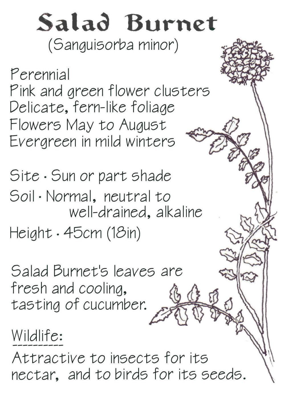 Salad-Burnet-id