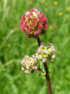 Salad-Burnet-Sanguisorba-minor-flower